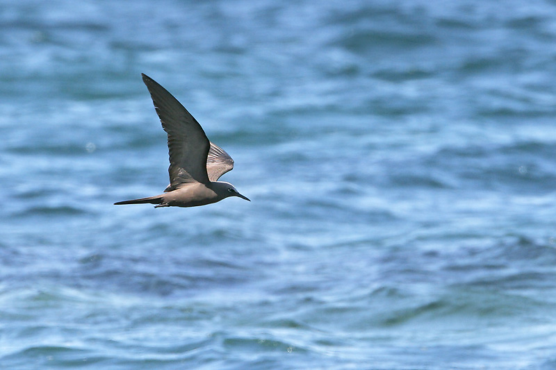 Brown Noddy (Punta Espinosa, Fernandina)