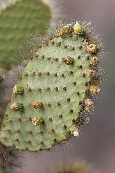 Giant Prickly Pear (Puerto Egas, Santiago)