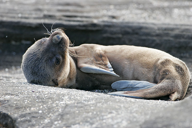 Galapagos Fur Seal (Puerto Egas, Santiago)