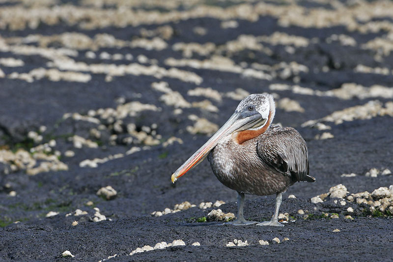 Brown Pelican (Puerto Egas, Santiago)