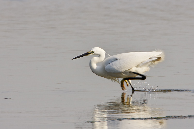 Little Egret