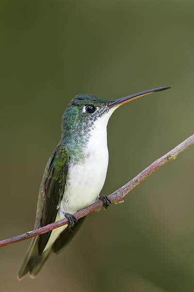 Andean Emerald