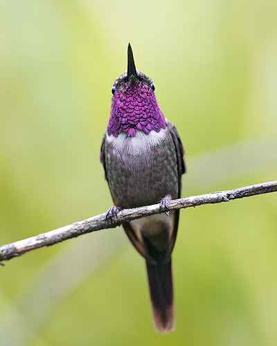 Purple-throated Woodstar