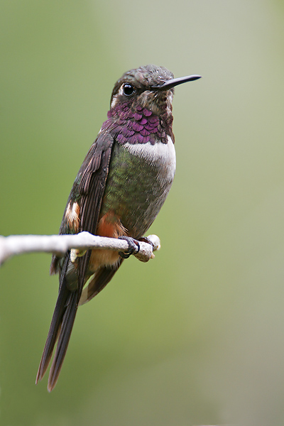 Purple-throated Woodstar