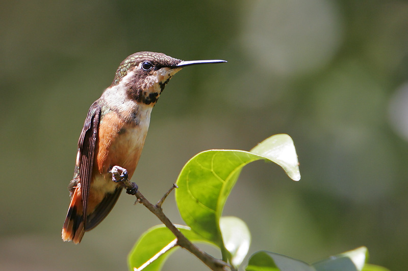 Purple-throated Woodstar