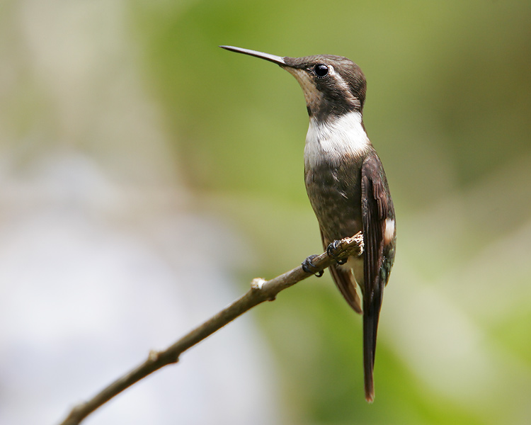 Purple-throated Woodstar