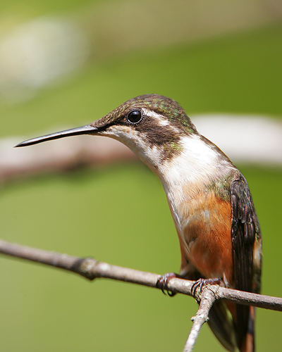 Purple-throated Woodstar