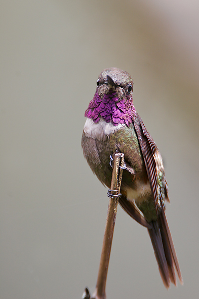 Purple-throated Woodstar