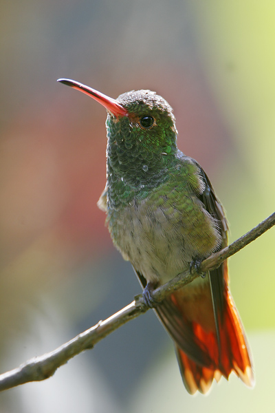 Rufous-tailed Hummingbird