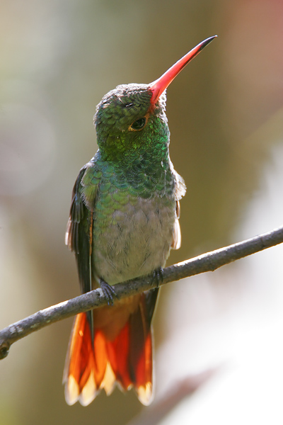 Rufous-tailed Hummingbird