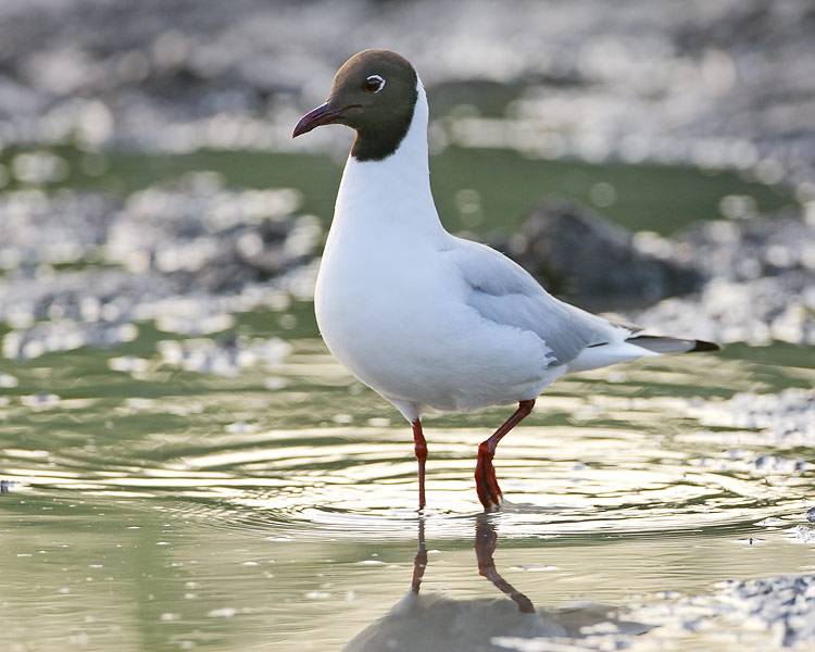 Black-headed Gull