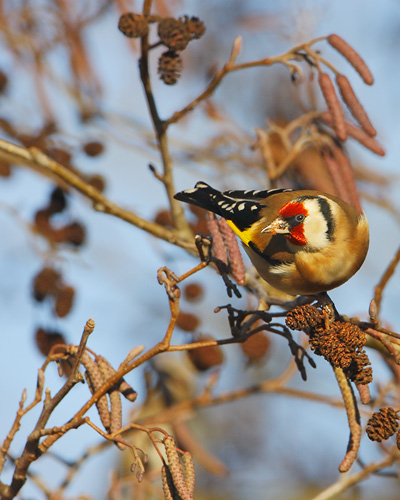 European Goldfinch