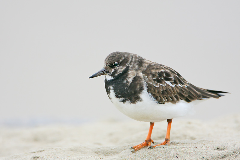 Turnstone