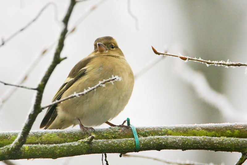 Chaffinch