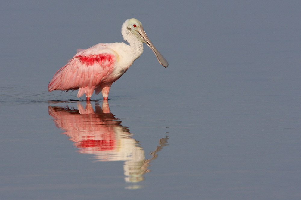 Roseate Spoonbill