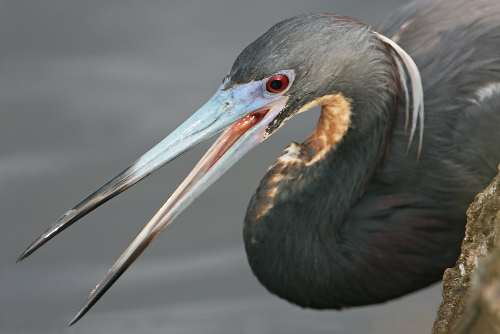 Tricolored Heron