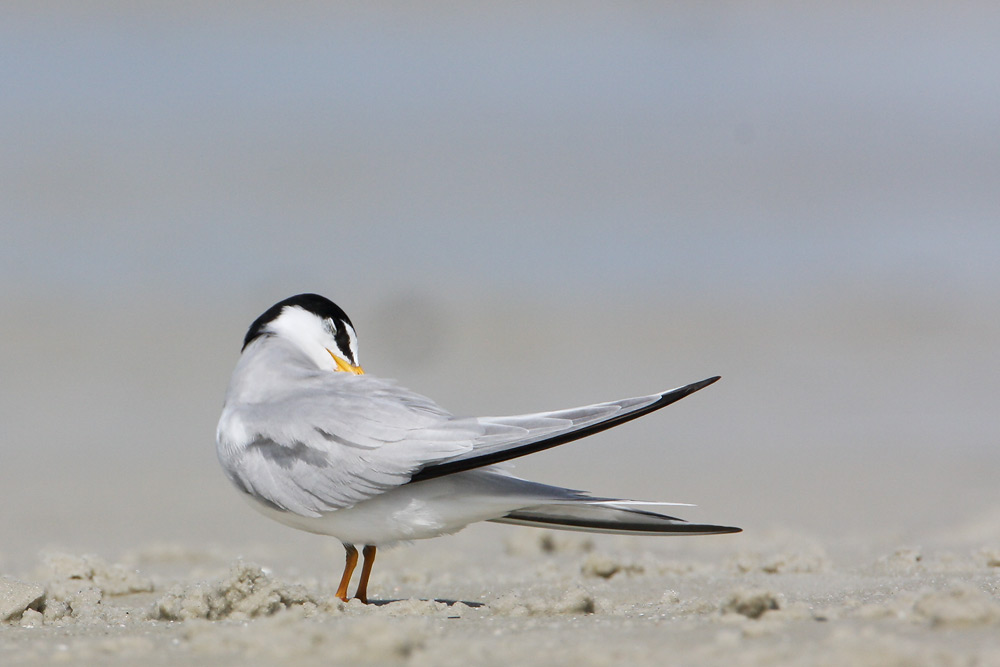 Least Tern