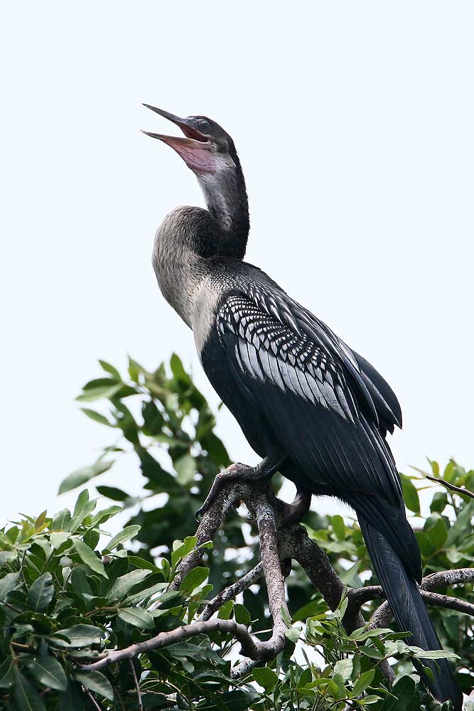 Anhinga