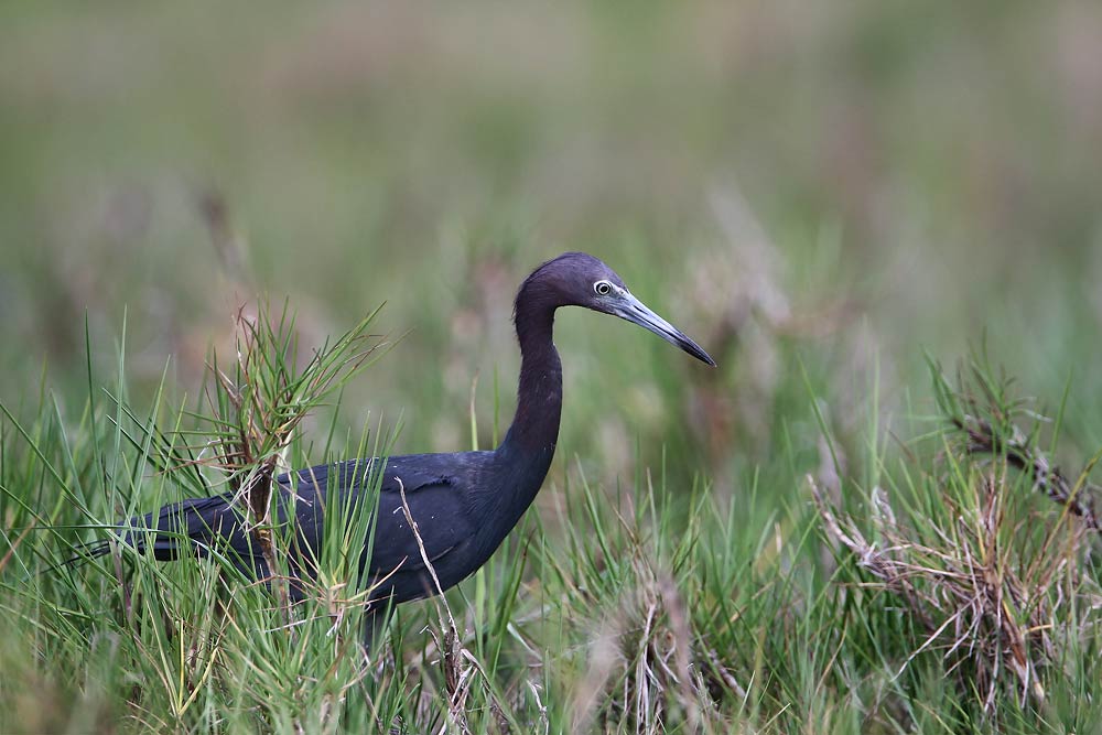 Little Blue Heron