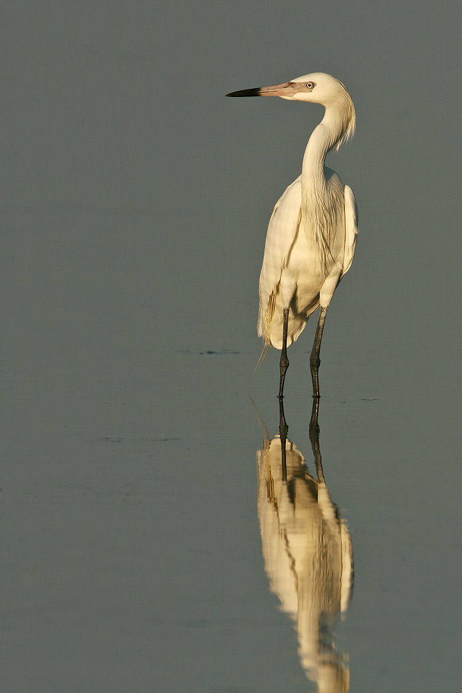 Reddish Egret (white morph)