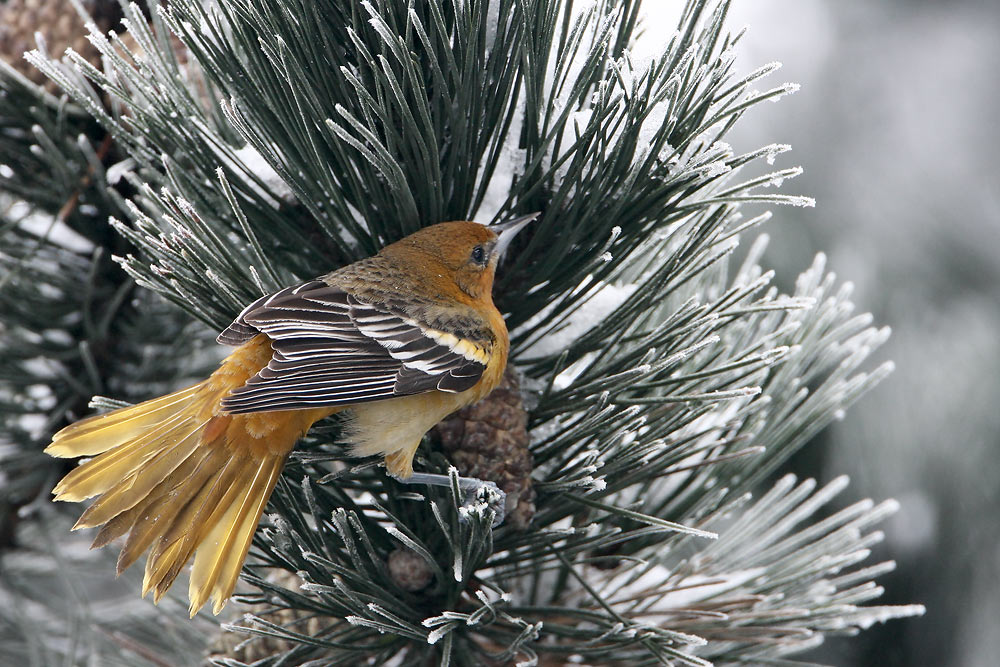 Baltimore Oriole