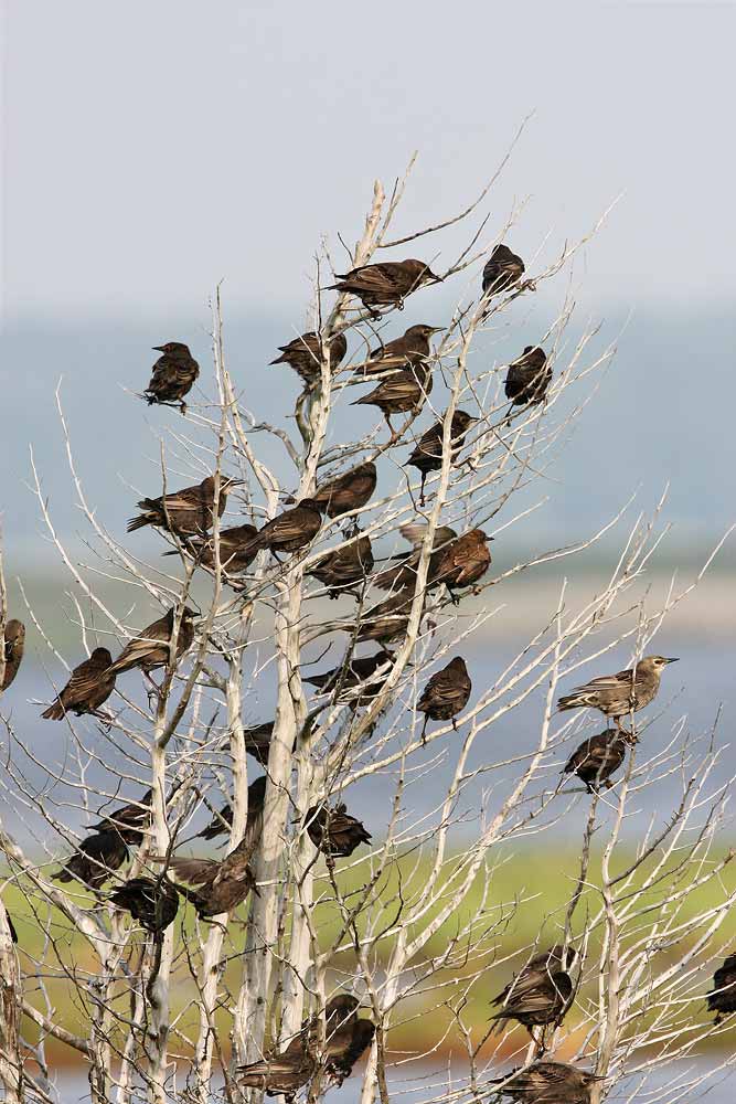 European Starling