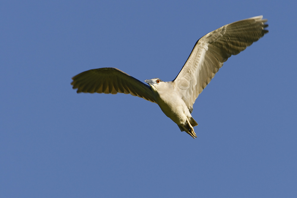 Black-crowned Night Heron