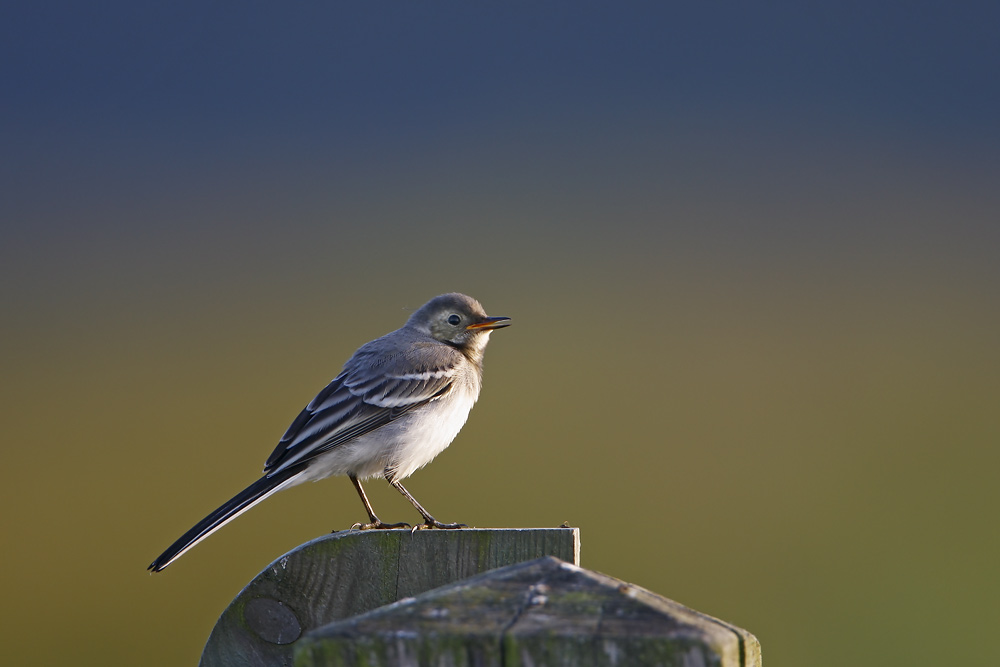 White Wagtail