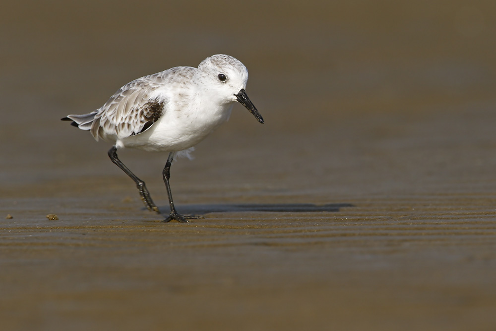 Sanderling