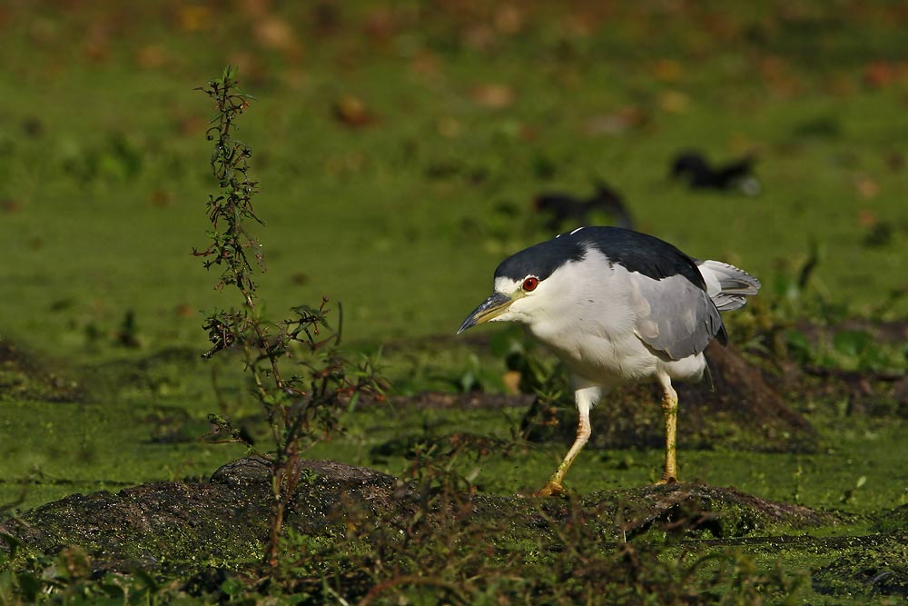 Black-crowned Night Heron