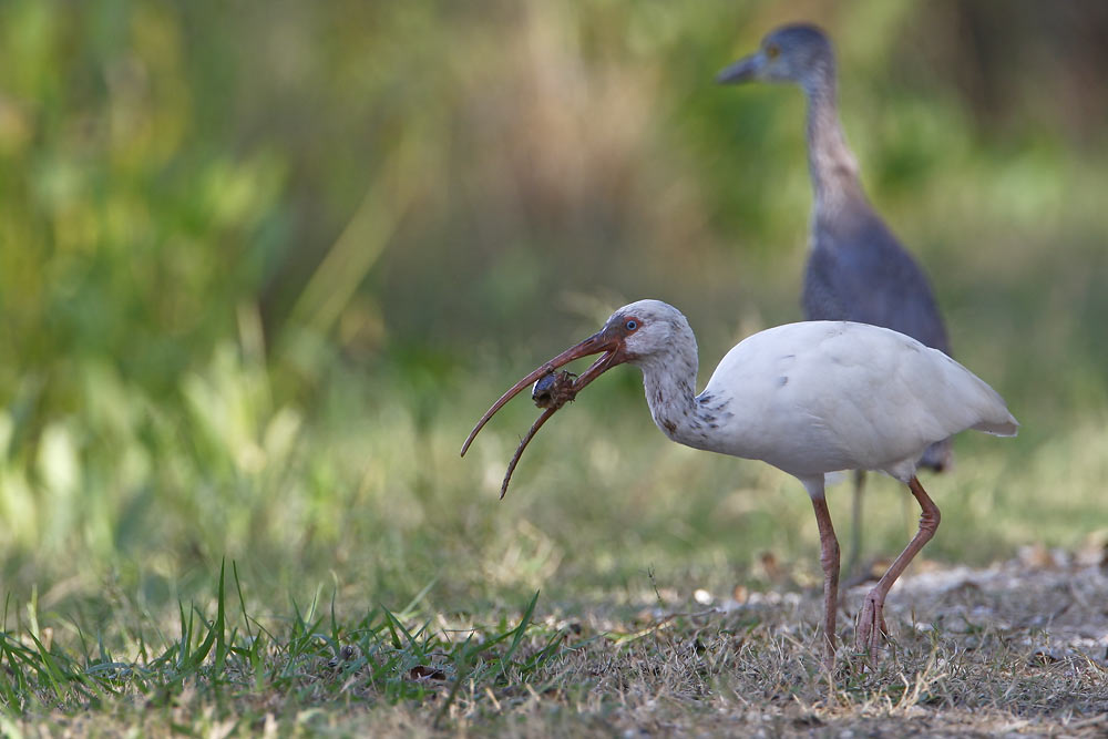 White Ibis