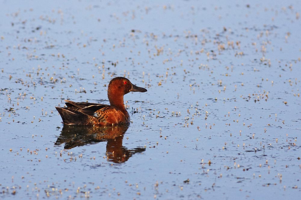 Cinnamon Teal