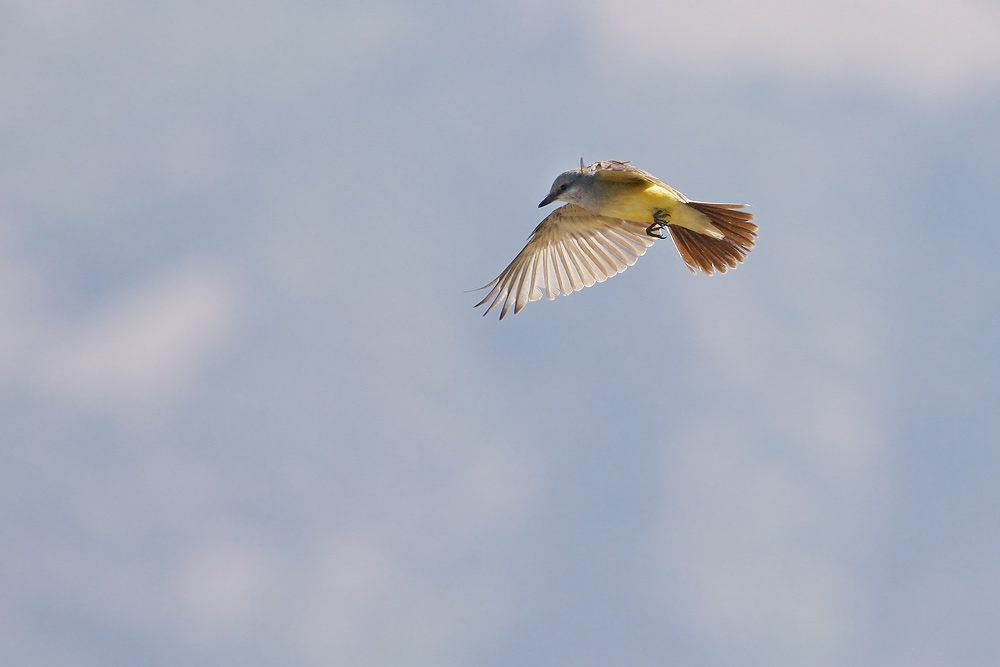 Western Kingbird