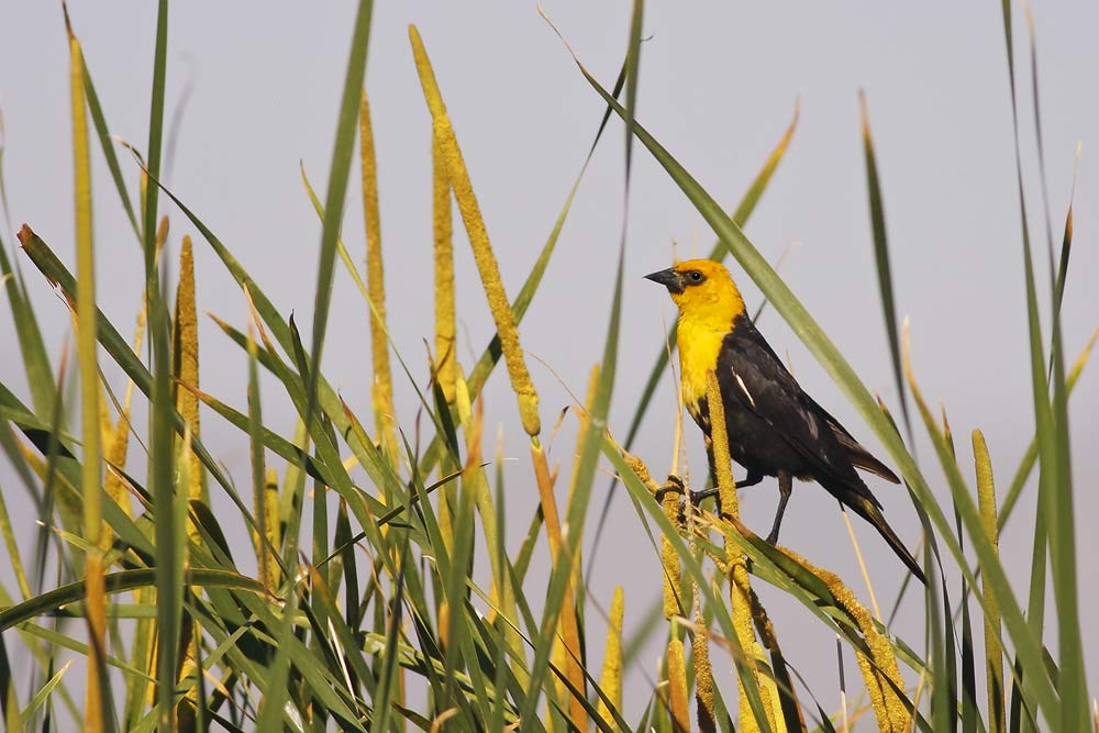 Yellow-headed Blackbird