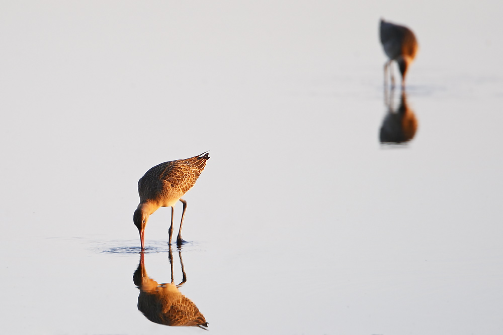 Black-tailed Godwit