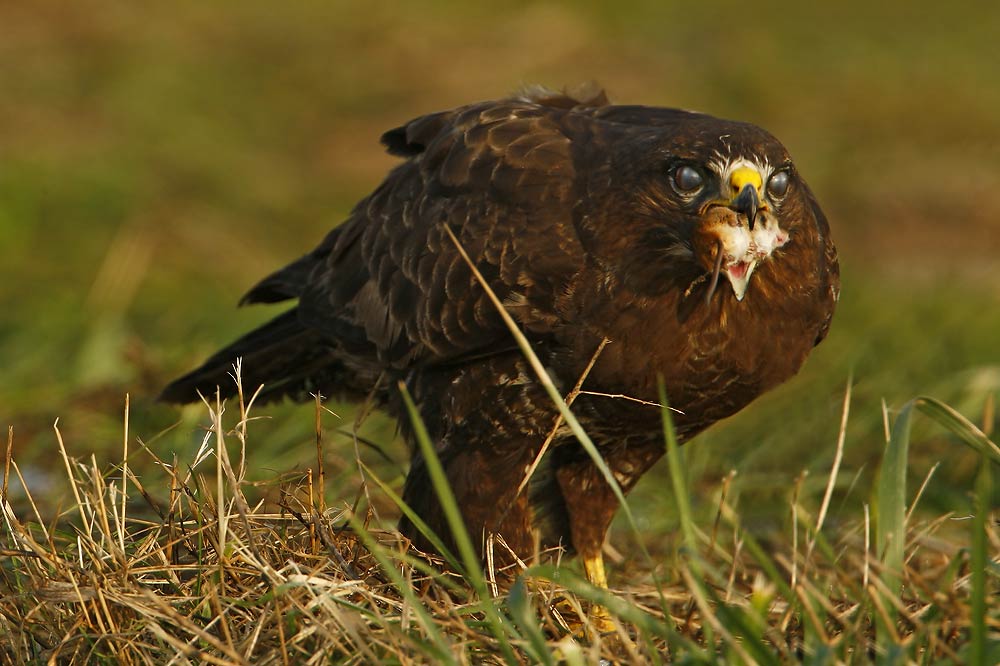 Common Buzzard