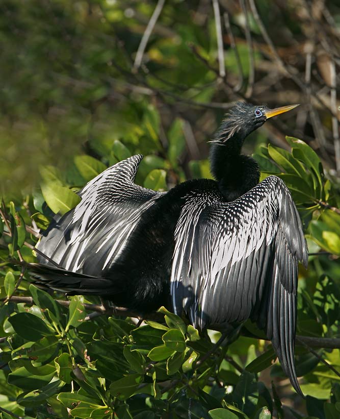 Anhinga