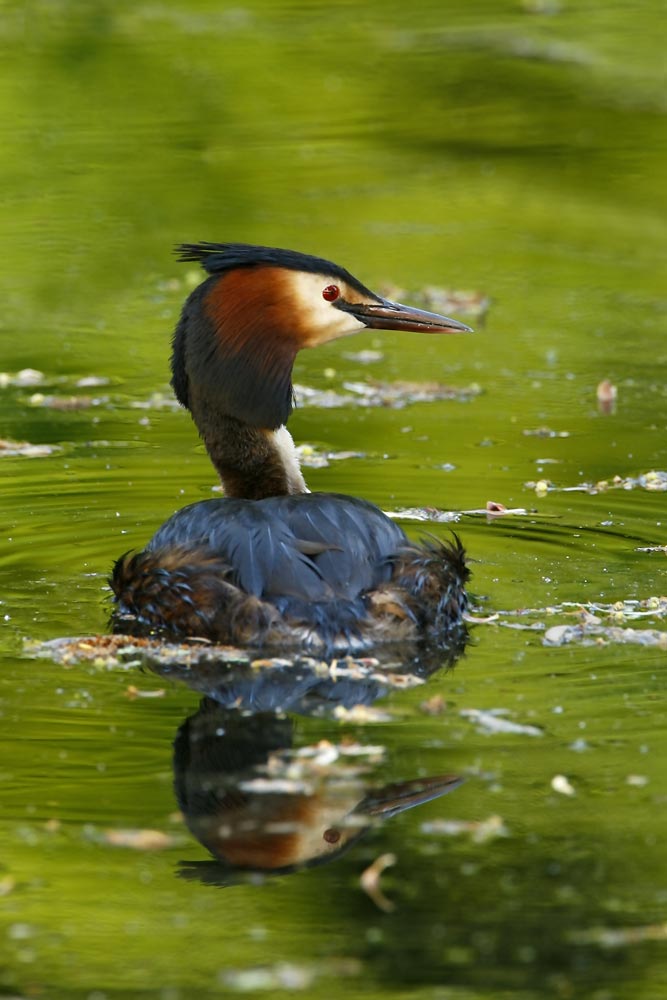 Great Crested Grebe