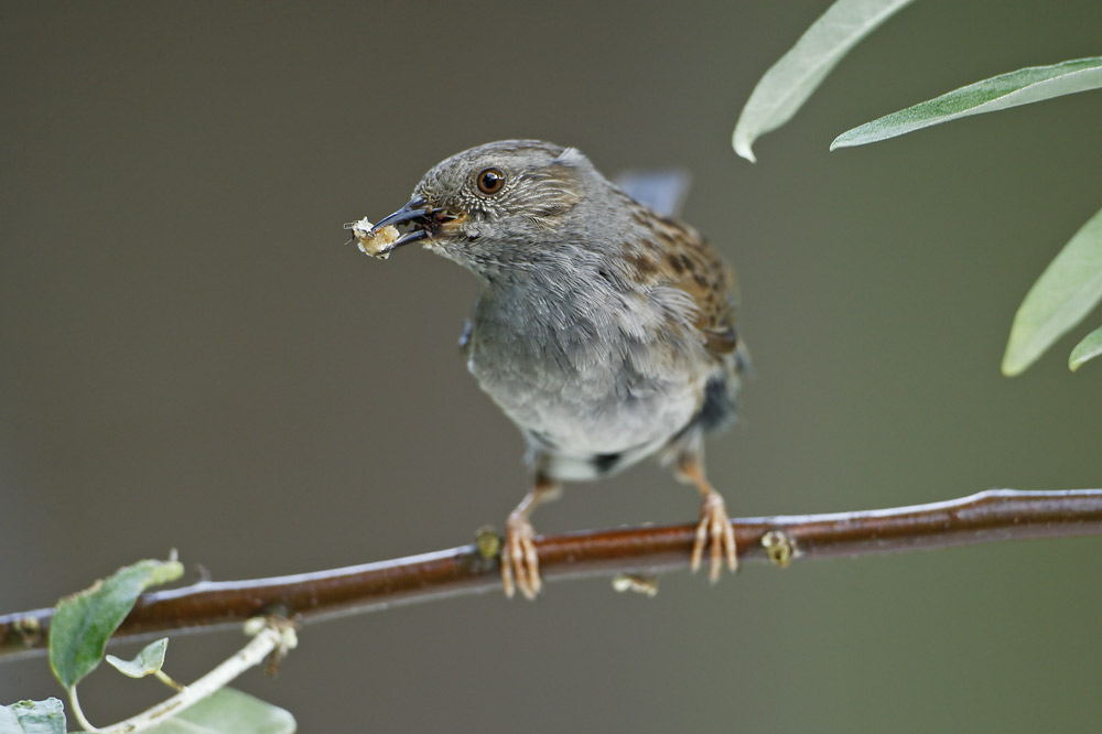 Dunnock