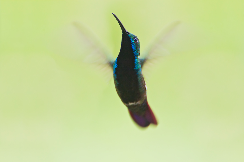 Black-throated Mango