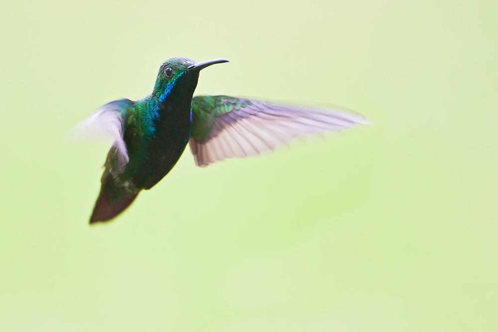 Black-throated Mango