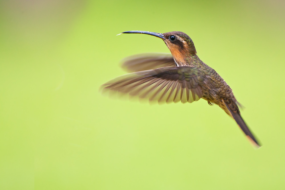 Saw-billed Hermit