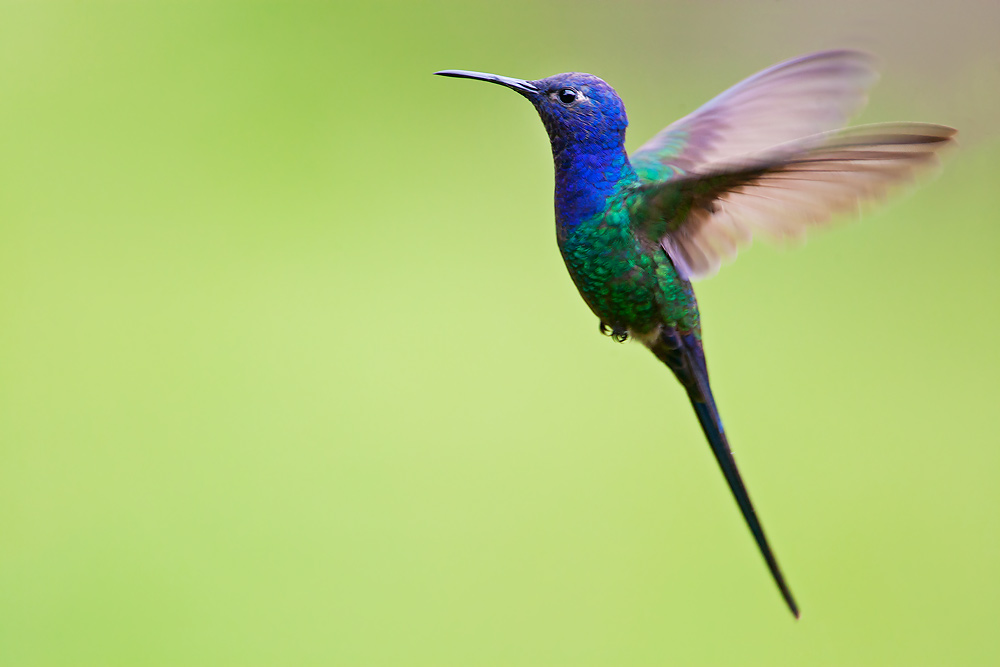 Swallow-tailed Hummingbird