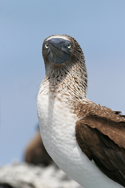 Bluefooted Booby (Punta Moreno, Isabela)