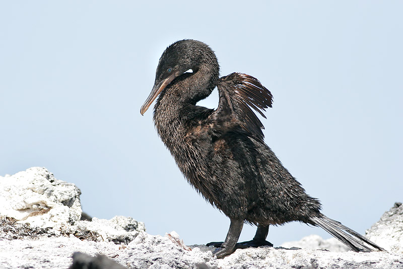 Flightless Cormorant (Punta Moreno, Isabela)