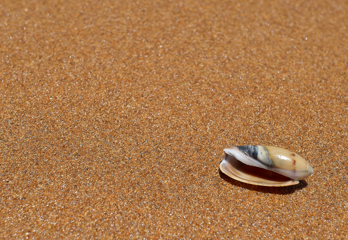 Sea Shell