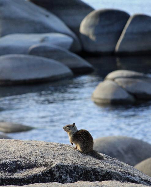Furry little friend, Tahoe State Park, Nevada