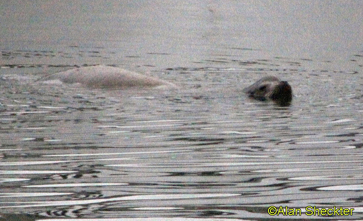 Noyo Harbor seal