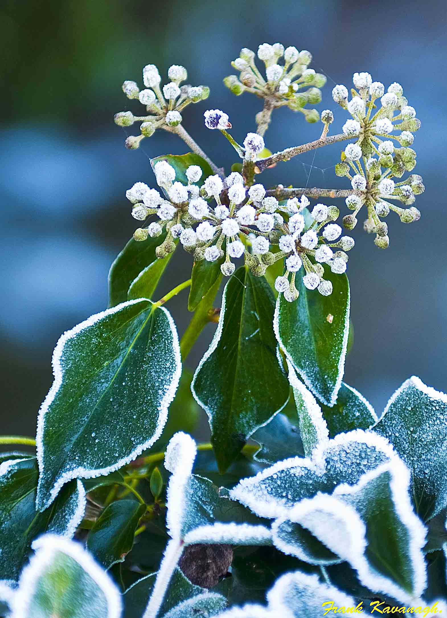 Frosted berries.jpg