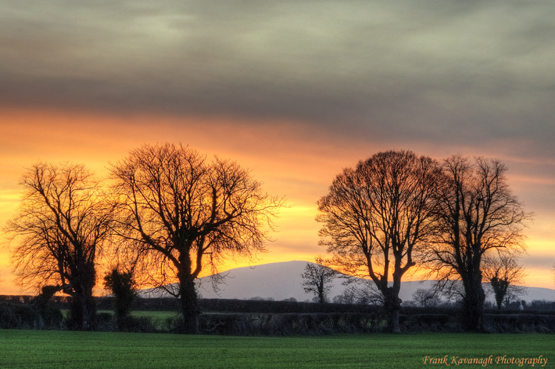 Sunset Trees.jpg